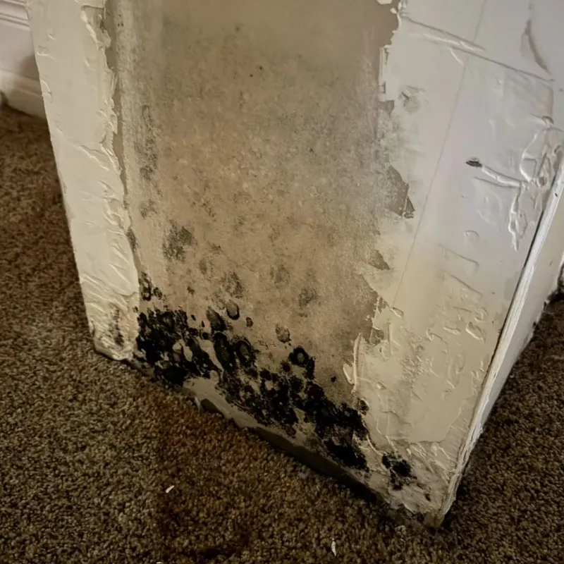 Professional Mold Removal in Winter Gardens, CA